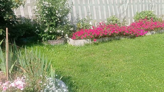 #Цветник после дождей #6 июля#Подмосковье# смотреть онлайн