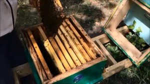 Поздний рой в августе без матки. Расплода нет. более 20 маточников. Кавказская порода пчел