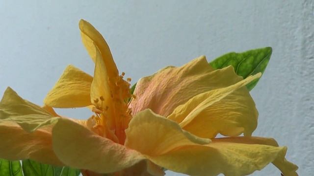Hibiscus смотреть онлайн