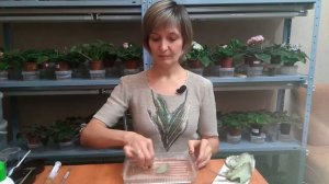 Входящая обработка фиалок: необходимость и способ