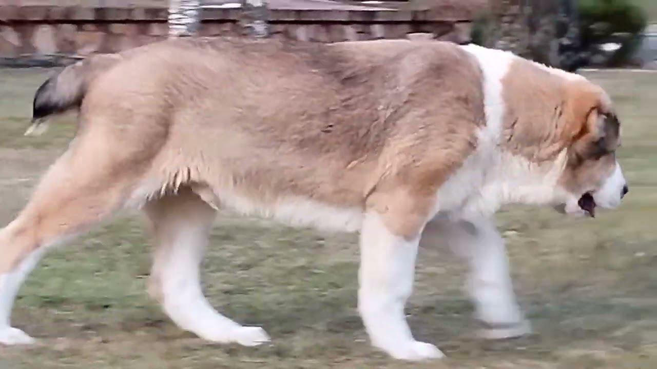 Игры алабаев. смотреть онлайн