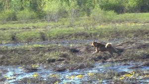 Карело финская лайка .Приучение к воде.