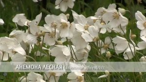 анемона лесная