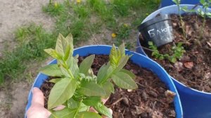 Высадила всю голубику в контейнеры