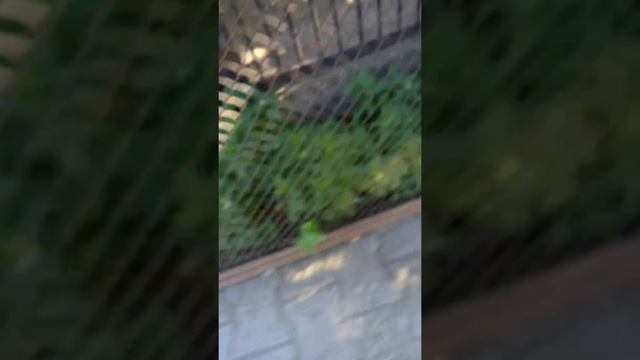 Мистер Егор самый главный смотреть онлайн