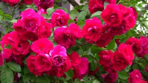 Красная плетистая роза. Дачные картинки. Уникальный проект.