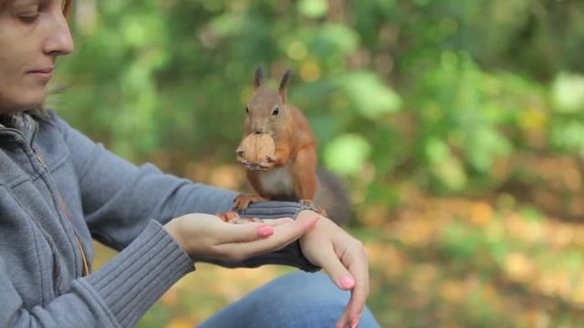 Белка и грецкий орех 28 сентября 2012 смотреть онлайн