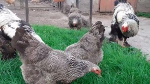 куры Брама темная