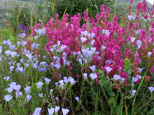 Цветущий лён кудряш.