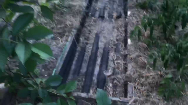 🇺🇦 Кальций Овощам / Белокрылка на Капусте (07.06.23) смотреть онлайн