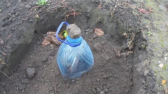 Как сохранить только посаженные саженцы винограда зимой смотреть онлайн