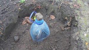 Как сохранить только посаженные саженцы винограда зимой