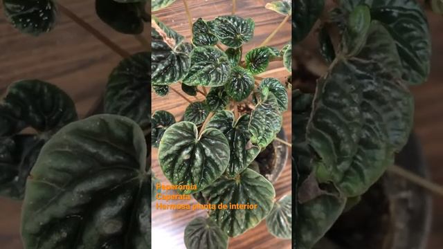 Peperomia Caperata смотреть онлайн