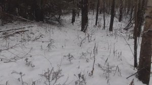 ОХОТА НА ЗАЙЦА С РУССКОЙ ГОНЧЕЙ. GPS ОШЕЙНИК AMAZIN LOCATOR В РАБОТЕ.