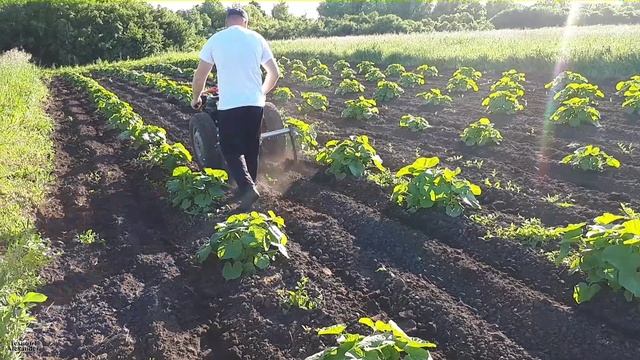 Культиватор для мотоблока своими руками. Культивирую тыкву!
