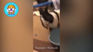 Приколы с животными до слёз на 2022 # 44 Гусь напал на кота