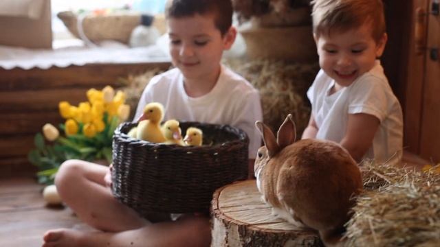 Утята смотреть онлайн