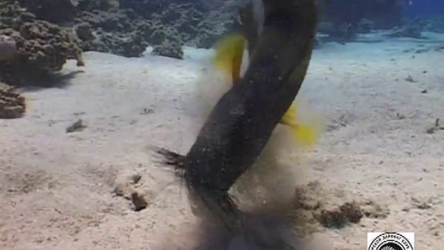 Хейлин ест ежа / FIsh attack смотреть онлайн