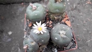 Lophophora alberto-vojtechii VM758.  Лофофора цветёт, пчела гудит