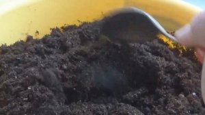 ФЛОКС ДРУММОНДИ---тонкости выращивания//посев