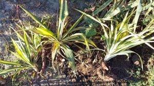 Как размножить юкку пестролистную