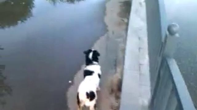 Декстар и Карась смотреть онлайн