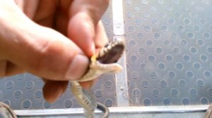 Уужа тоже есть пасть