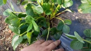 ЧТО ДЕЛАТЬ С КУСТАМИ КЛУБНИКИ ВЕСНОЙ? ЧТОБЫ ОСТАТЬСЯ С ХОРОШИМ УРОЖАЕМ.