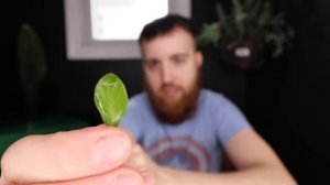 LUDWIGIA REPENS, OVALIS, SP RED - EASY STEM AQUARIUM PLANT GUIDE