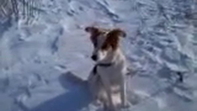 Собака Анита на прогулке в зимнем лесу смотреть онлайн