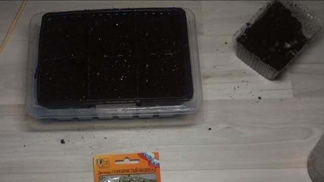 Посев дихондры "Серебристый водопад" смотреть онлайн