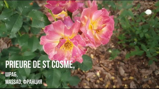 Розы - хамелеоны, 8 сортов, сезон 2021 | Prieure De St Cosme Diablesse de Mers Briosa Caraluna смотреть онлайн