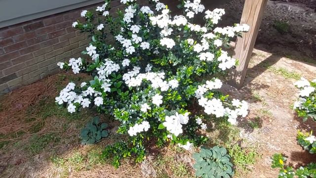 Get more flowers from Kleims Gardenia! смотреть онлайн