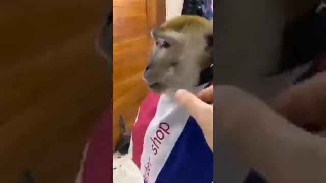 ଈ Мартышка на стуле у парикмахера. Monkey Haircut