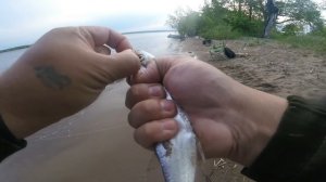 #8 Кама, Чехонь на резинку 13.06.18