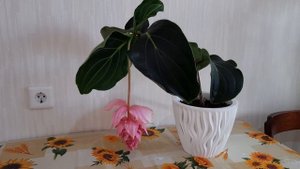 Мединилла // цветение // мой уход за мединиллой