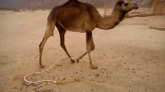Верблюд пьет воду из бутылки смотреть онлайн