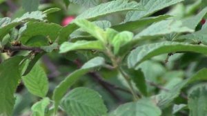 Войлочная вишня