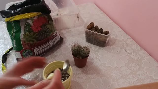 Перевалка кактуса. Часть 1 смотреть онлайн