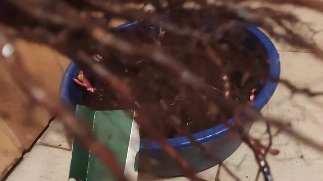 Роза из коробки.Как выглядит саженец розы?Пьер де Ронсар ? Монтеагро Сербия смотреть онлайн