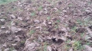 Мотоблок Нева - вспашка целины
