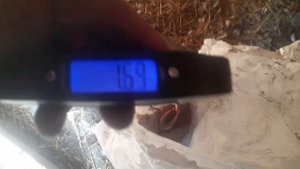 Продажа и взвешивание семьи мускусной утки