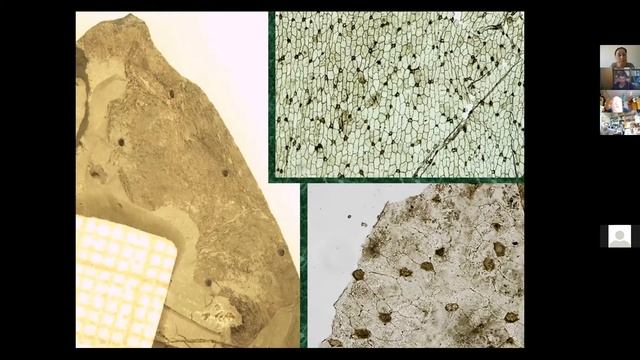 Гоманьков А.В. - Необычные лепидофиты из местонахождения Яман-Ус смотреть онлайн