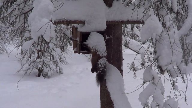 Охота на Куницу капканами сезон 23-24г / ПЕРВЫЙ ВЫЕЗД В ЭТОМ ГОДУ. смотреть онлайн