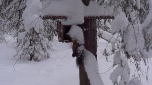 Охота на Куницу капканами сезон 23-24г / ПЕРВЫЙ ВЫЕЗД В ЭТОМ ГОДУ.