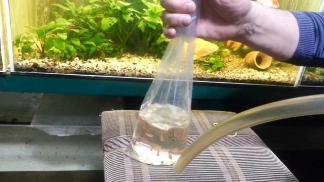 Как перевезти рыбку, How to transport a fish, I MOVED MY FISH, How To Put New Fish Into A Fish Tank смотреть онлайн