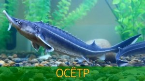 УЧИМ НОВЫЕ СЛОВА. РЫБЫ. Часть 1. Речные рыбы