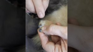 КАК СТРИЧЬ КОГТИ СОБАКЕ