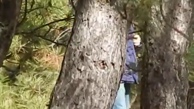 Домашний тигр в лесу смотреть онлайн