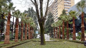 В центре Сочи высадили восьмиметровые пальмы